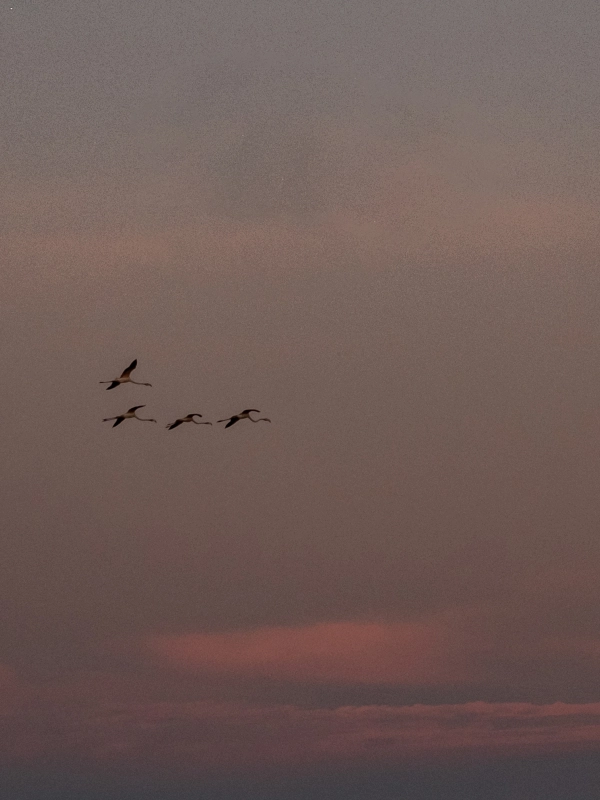 Rosa Flamingos in der Lagune von Venedig bei Lio Piccolo